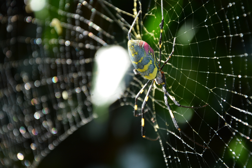 ジョロウグモの憂鬱