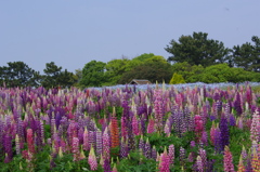 花畑で