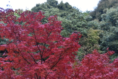鮮