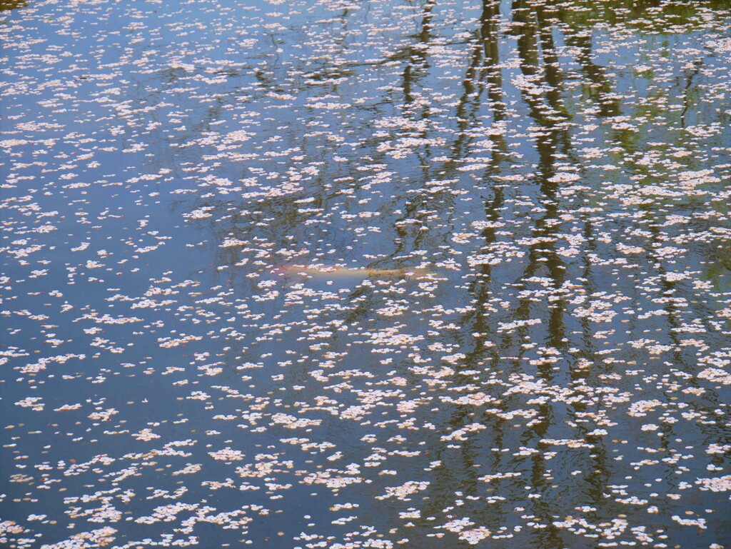 池の中の木にも桜咲きました