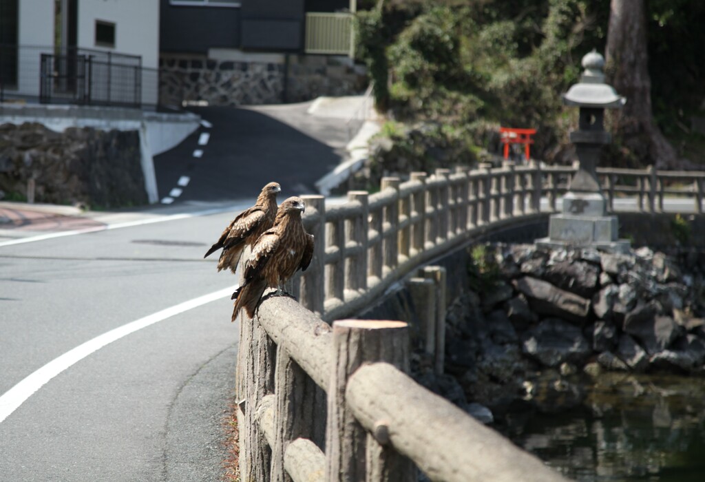 トンビ