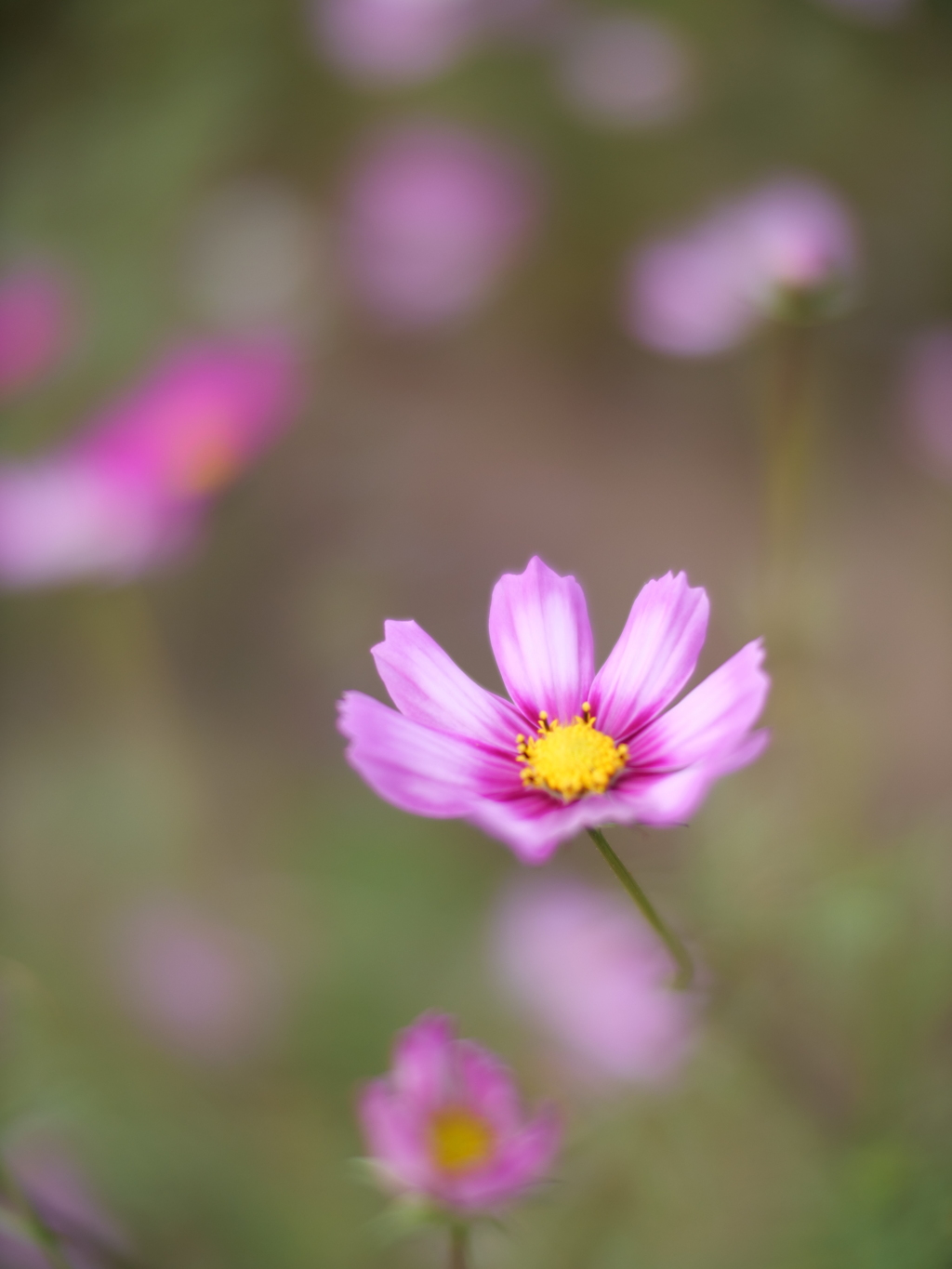 秋桜