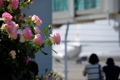 空港の薔薇園で