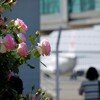 空港の薔薇園で