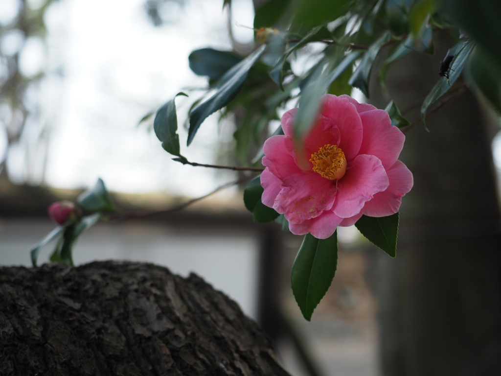 山茶花一輪