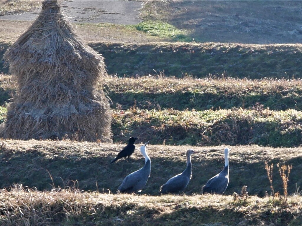 カラスも一緒に空を見上げる