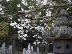 みどりよしの（指月公園）（2）