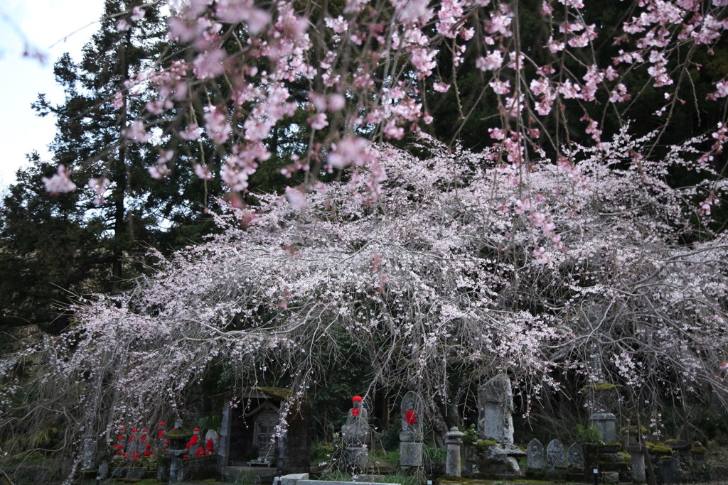 糸桜に守られて