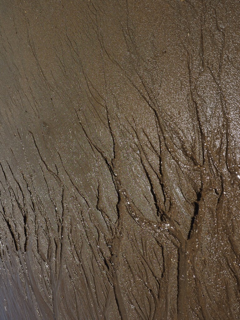 砂の樹