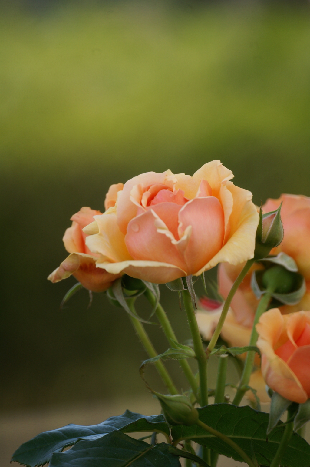 空港に薔薇を撮りに行こう