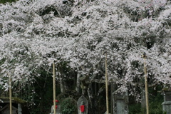糸桜に守られ、守り