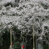 糸桜に守られ、守り