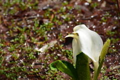 ミズバショウの花が咲いている