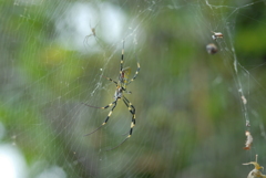 俺も生きなきゃならんのだ！