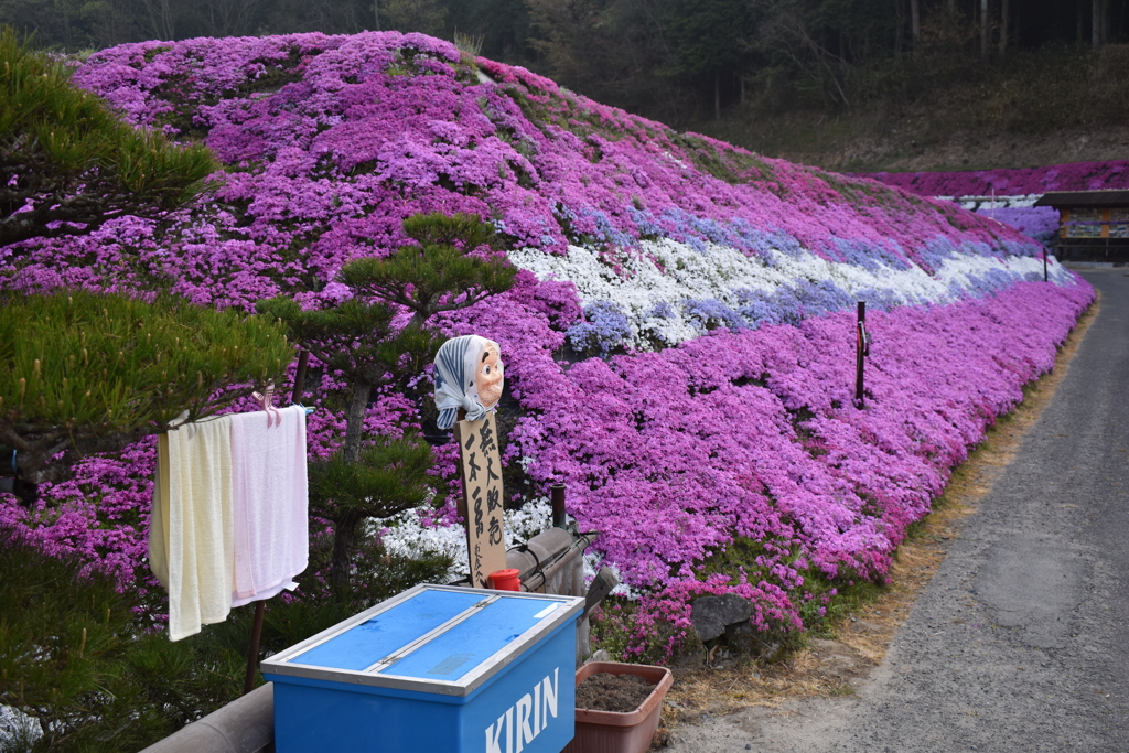 いらっしゃい