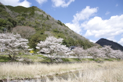 静かな桜風景