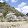 静かな桜風景