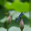 蓮華紀行(休息の場所）