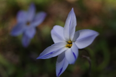 静かに咲くこと