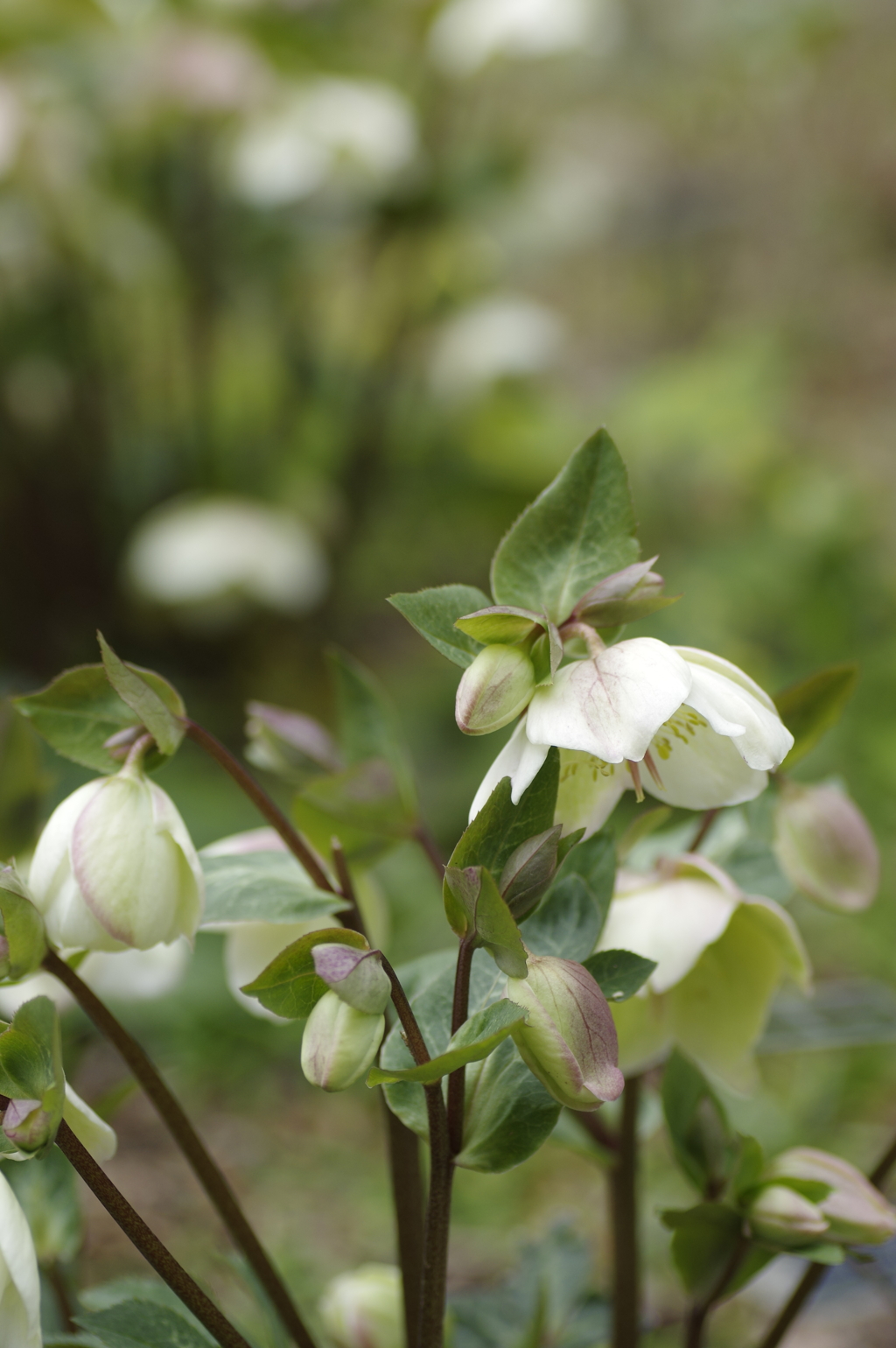 冬枯れを彩ってくれて