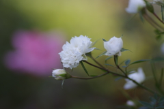 秋薔薇（宇部百花）