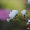 秋薔薇（宇部百花）