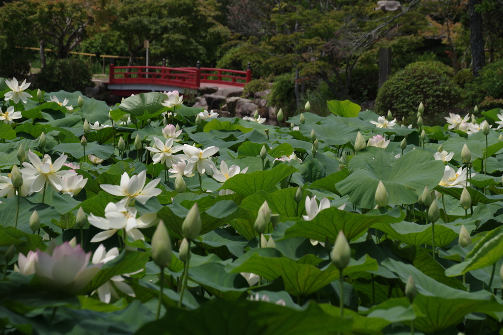 蓮のある風景