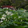蓮のある風景