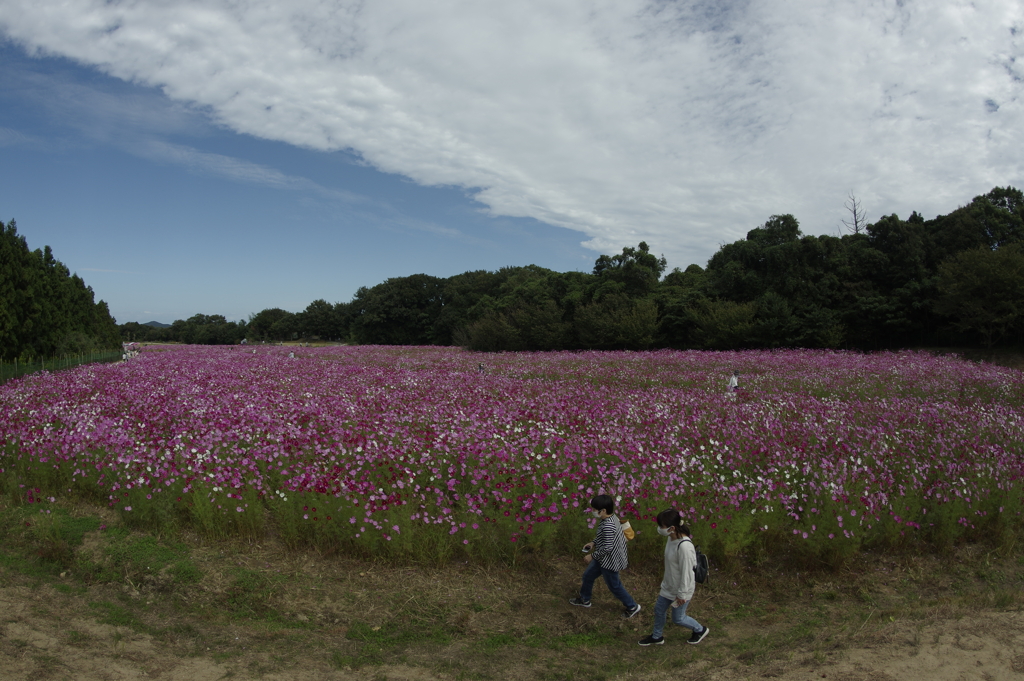 秋桜の川辺を歩く