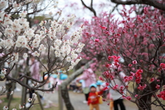 白梅と紅梅と子供たち