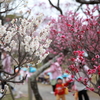 白梅と紅梅と子供たち