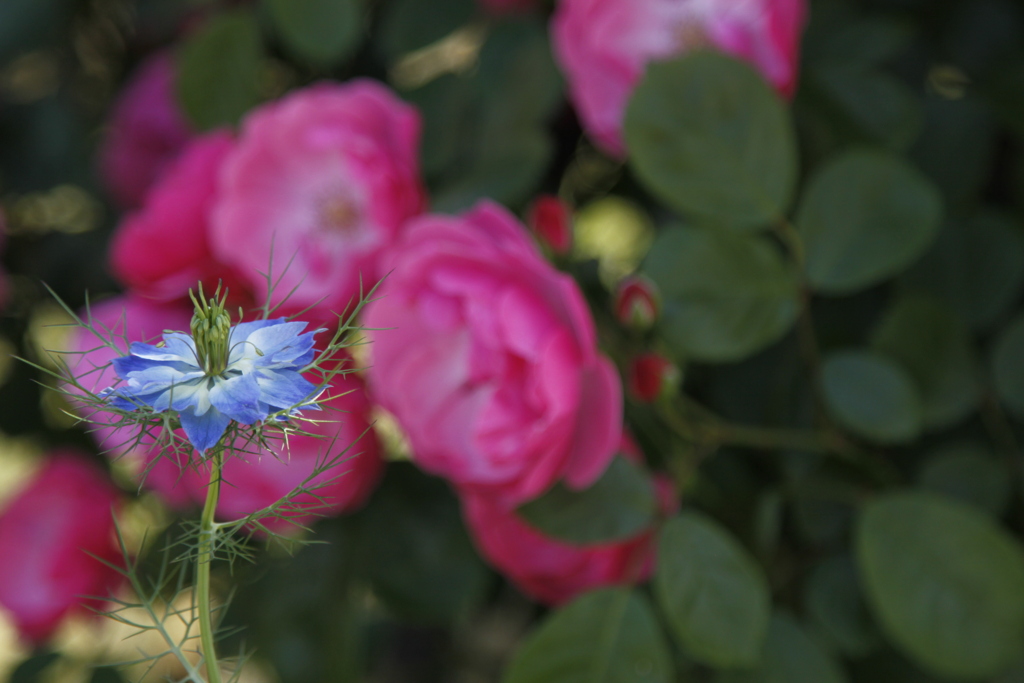 薔薇をバックに