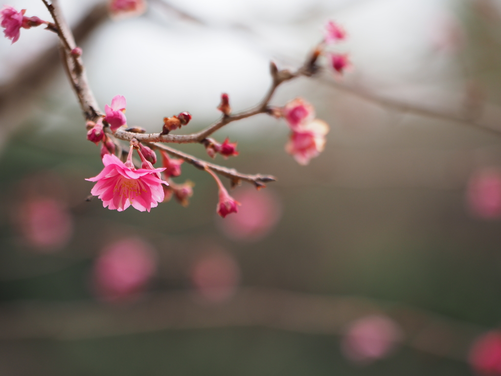 早咲き桜が咲きました