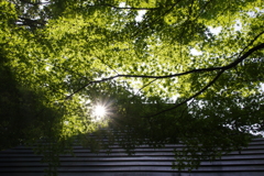 秋日