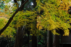 奥山で