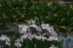 菖蒲園から（4）