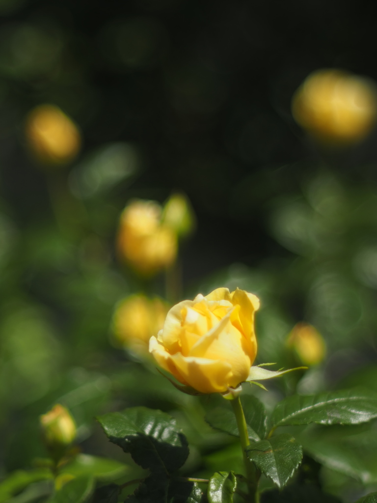 もう少し（空港に薔薇を撮りに行こう2025）