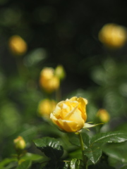 もう少し（空港に薔薇を撮りに行こう2025）