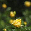 もう少し（空港に薔薇を撮りに行こう2025）