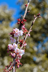 カンザクラ　春の兆し