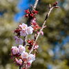 カンザクラ　春の兆し