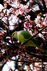 寒桜とワカケホンセイインコ(2)
