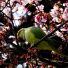 寒桜とワカケホンセイインコ(2)