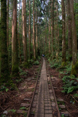 若い杉に囲まれてトロッコ道を歩く