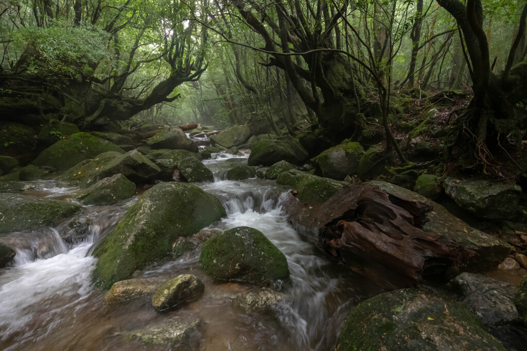 雨の渓流
