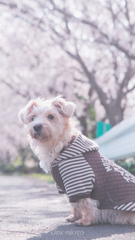 桜犬