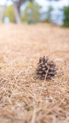 PINE CONE