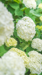紫陽花