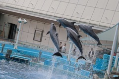 名古屋港水族館