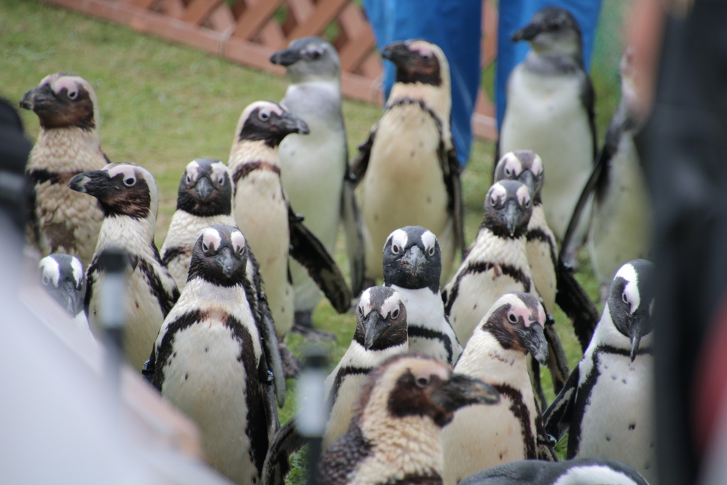 ペンギン